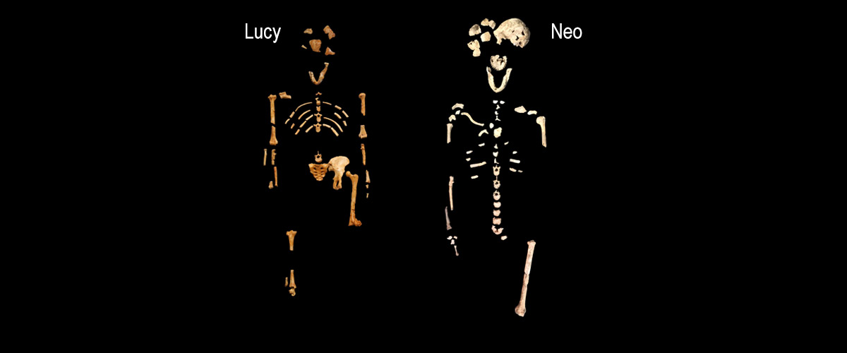 The skeleton of Lucy (left), Australopithecus afarensis, 3.2 million years old. The skeleton of Neo (right), Homo naledi, 250 000 years old.  ©Wits University/John Hawks 